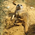 verspielter Timon