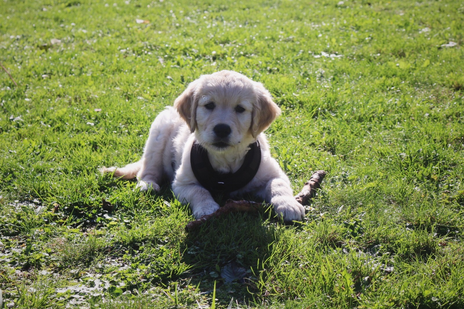 Verspielter Welpe im Gras