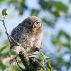 ~   Verspieltes Käuzchen   ~