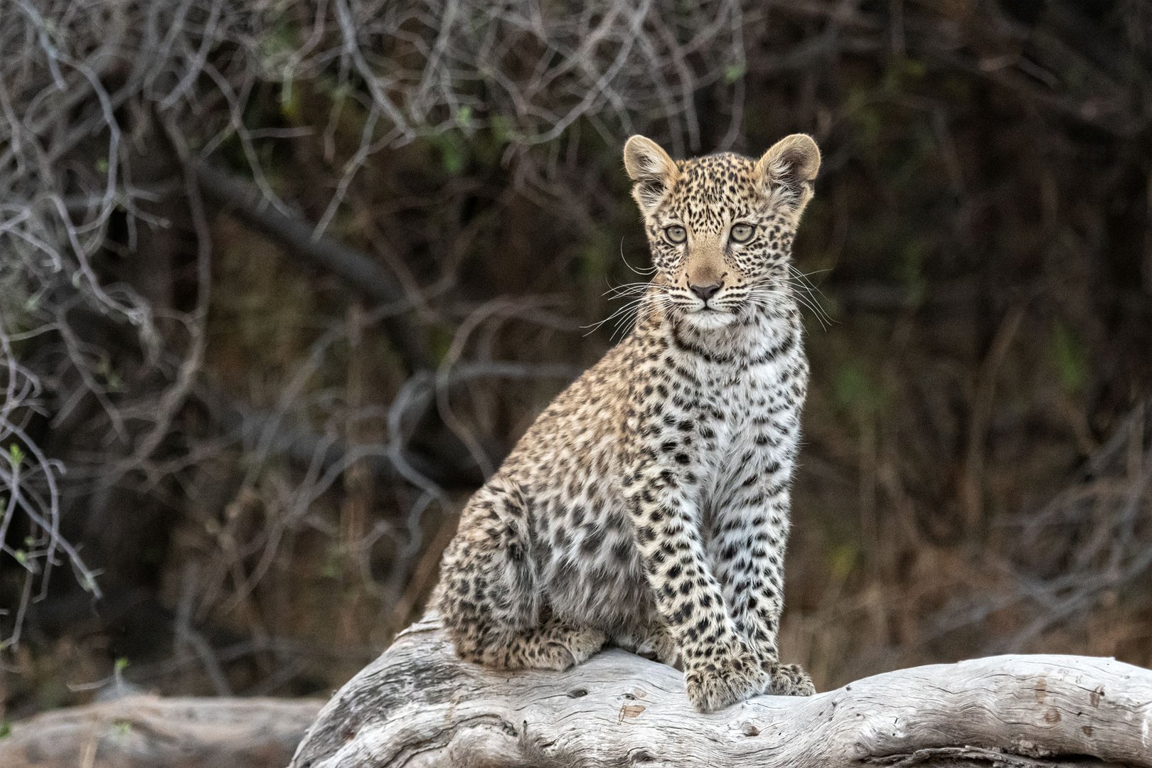 Verspieltes Leopardenbaby