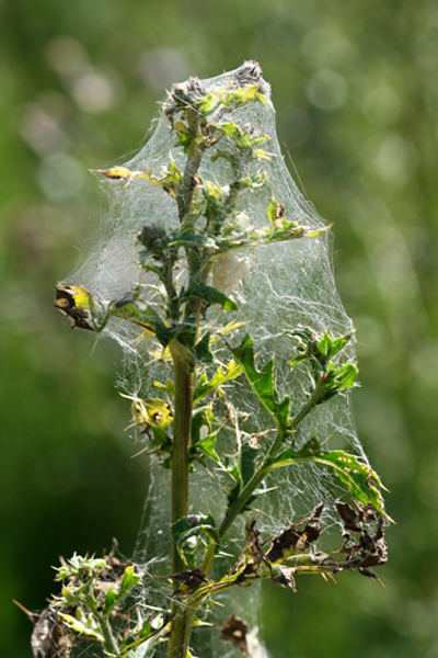 "versponnen" Eingepackte Distel