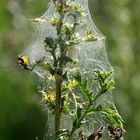 "versponnen" Eingepackte Distel