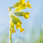 versponnene schlüsselblume