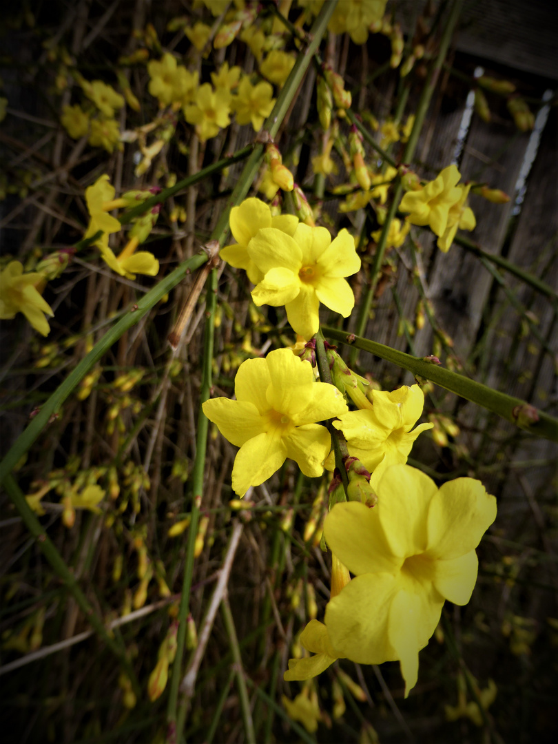 Versprechen vom Frühling