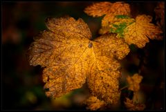 Versprochen, das letzte Herbstbild von mir für diese Saison!