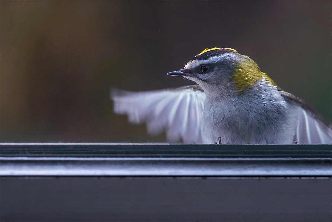 Verständigung am Fenster