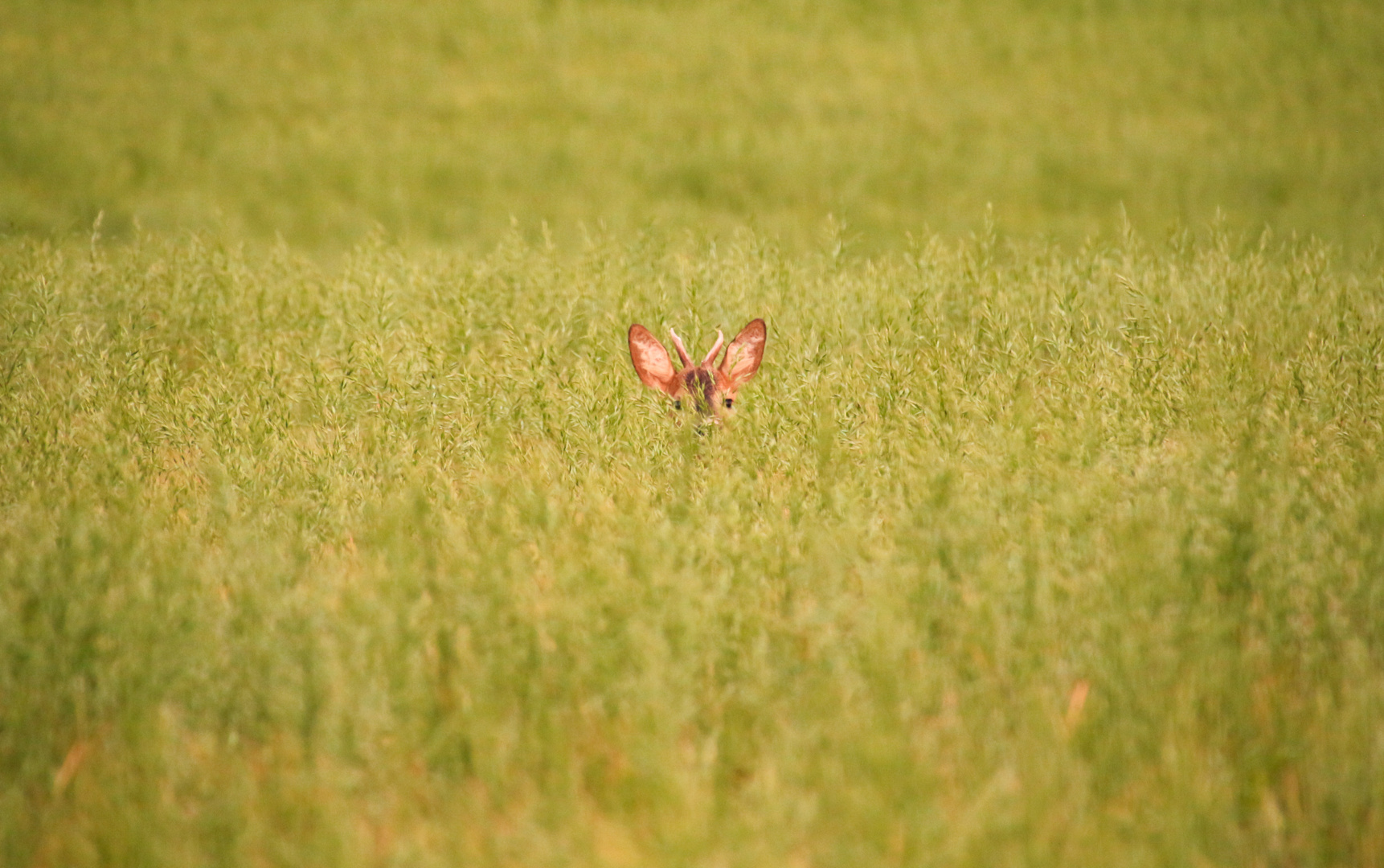 Versteck