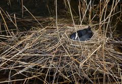 Versteck