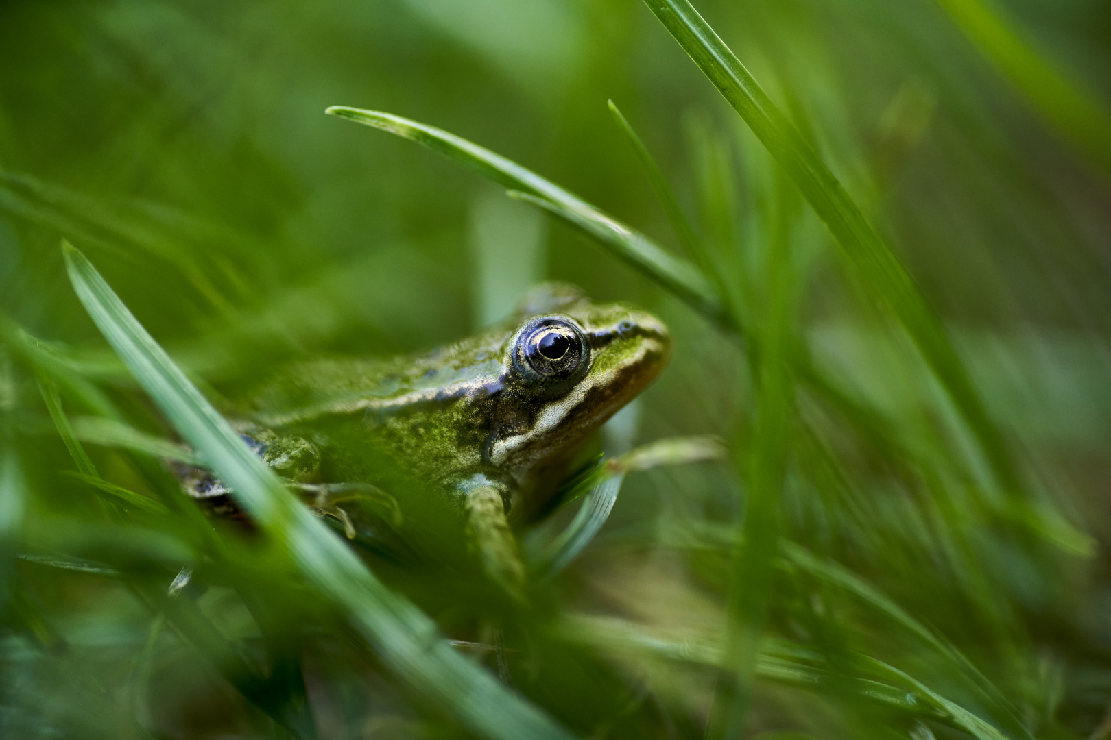 Versteck im Gras