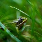 Versteck im Gras