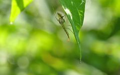 Versteck im Grünen