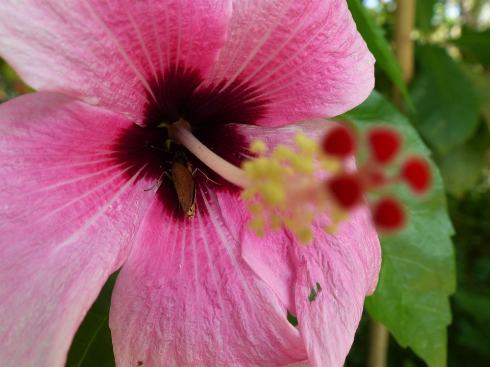 Versteck im Hibiskus