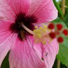 Versteck im Hibiskus