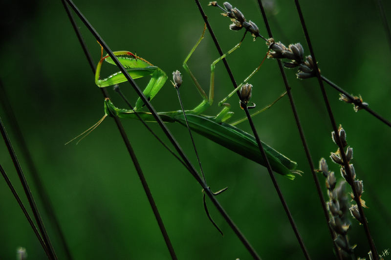 versteck im lavendel