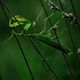 versteck im lavendel