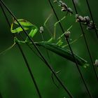 versteck im lavendel