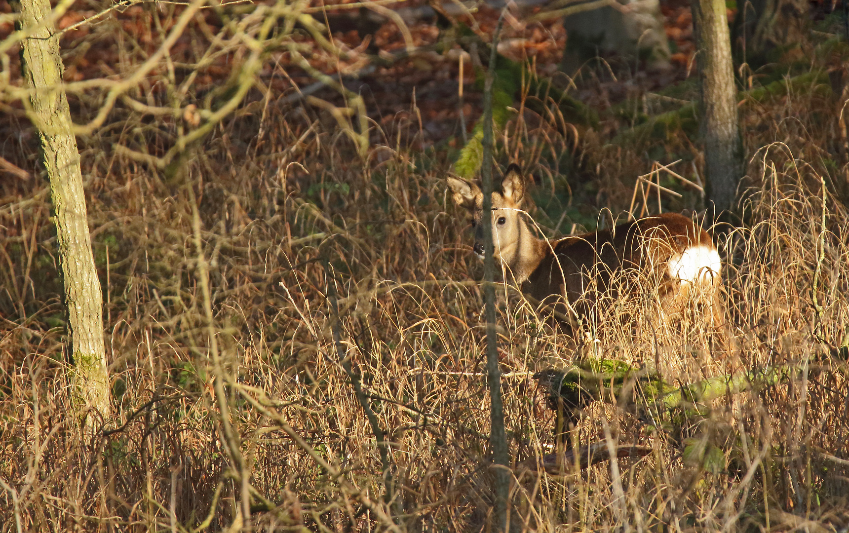 "Versteck im Wald"