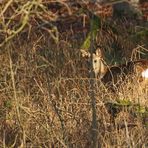 "Versteck im Wald"