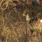 "Versteck im Wald"