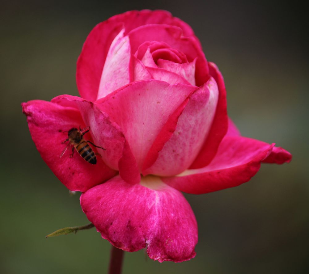 Versteck in der Rose gesucht