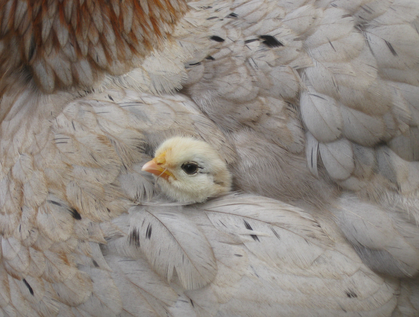 Versteck in Mama Hennes Federkleid