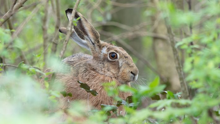 Versteck mit Fenster
