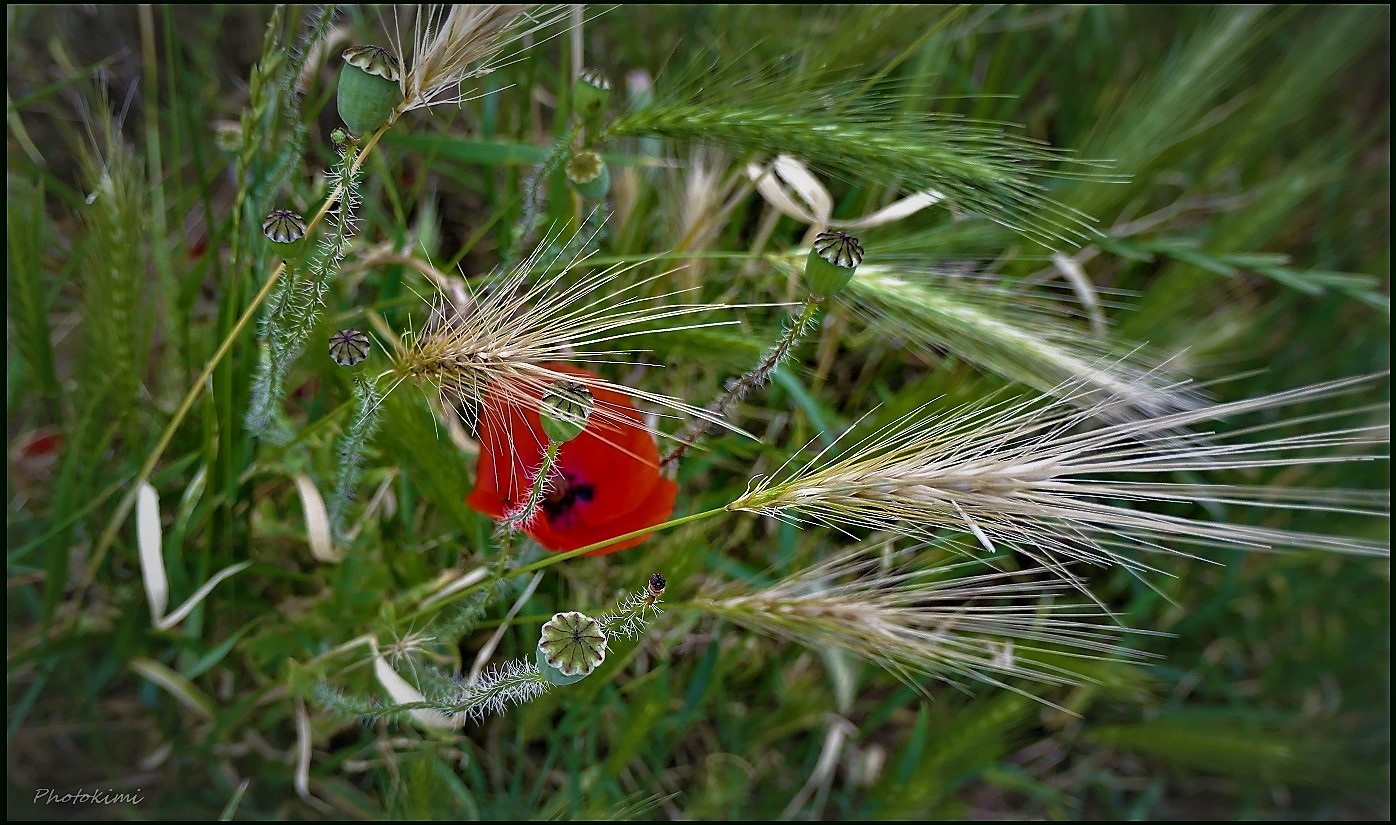 Versteck Spielen Versteck Spielen