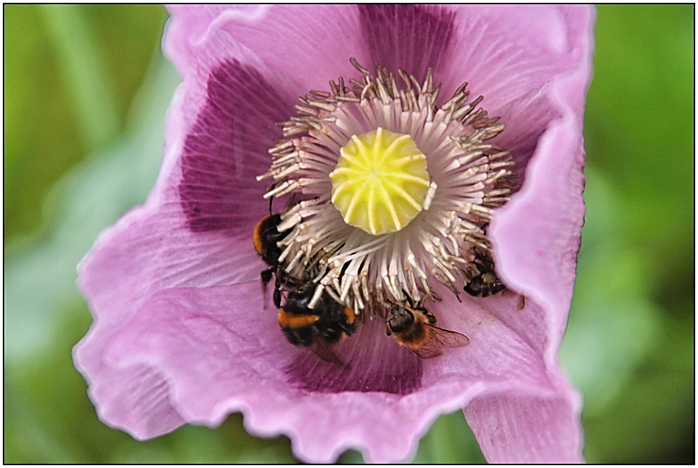 versteck spielen im der Mohnblüte