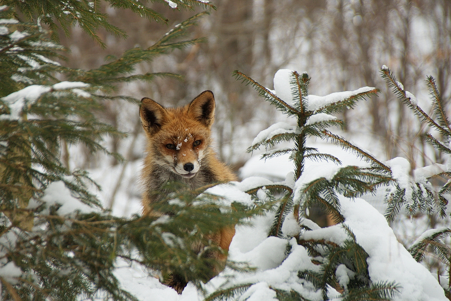 Versteck vom Fuchs im Winter