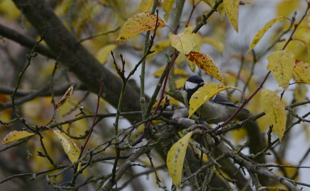 verstecke mich