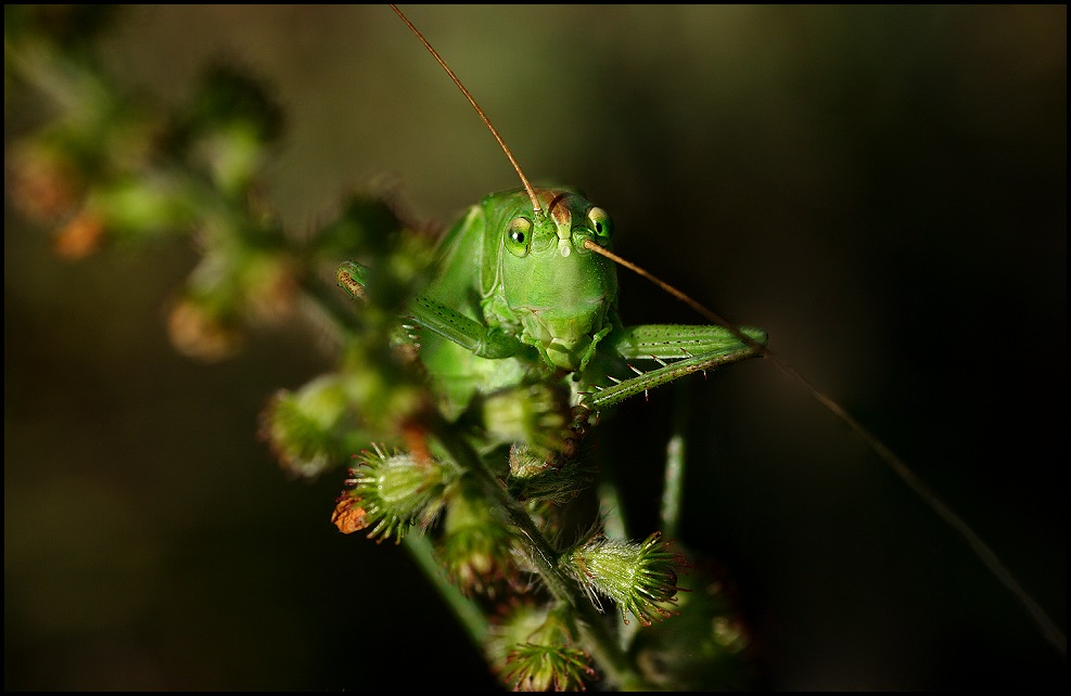 VERSTECKEN........