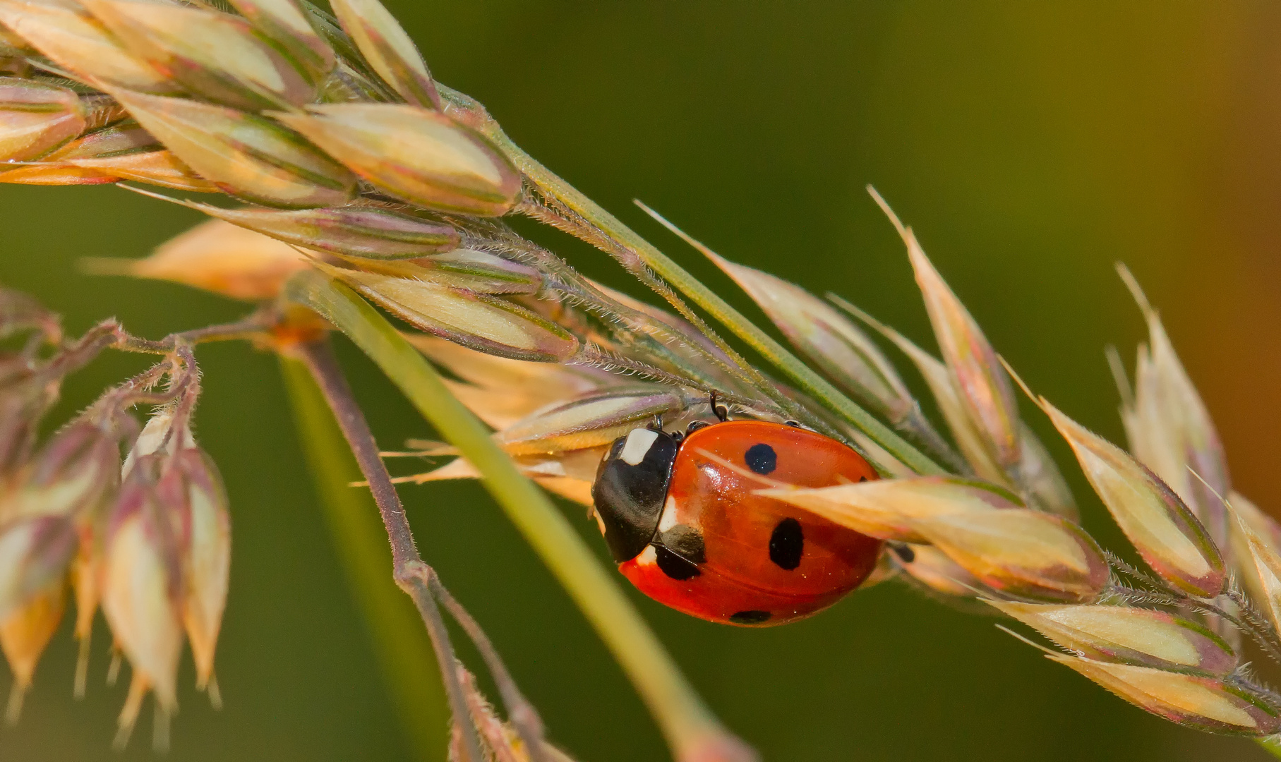 verstecken