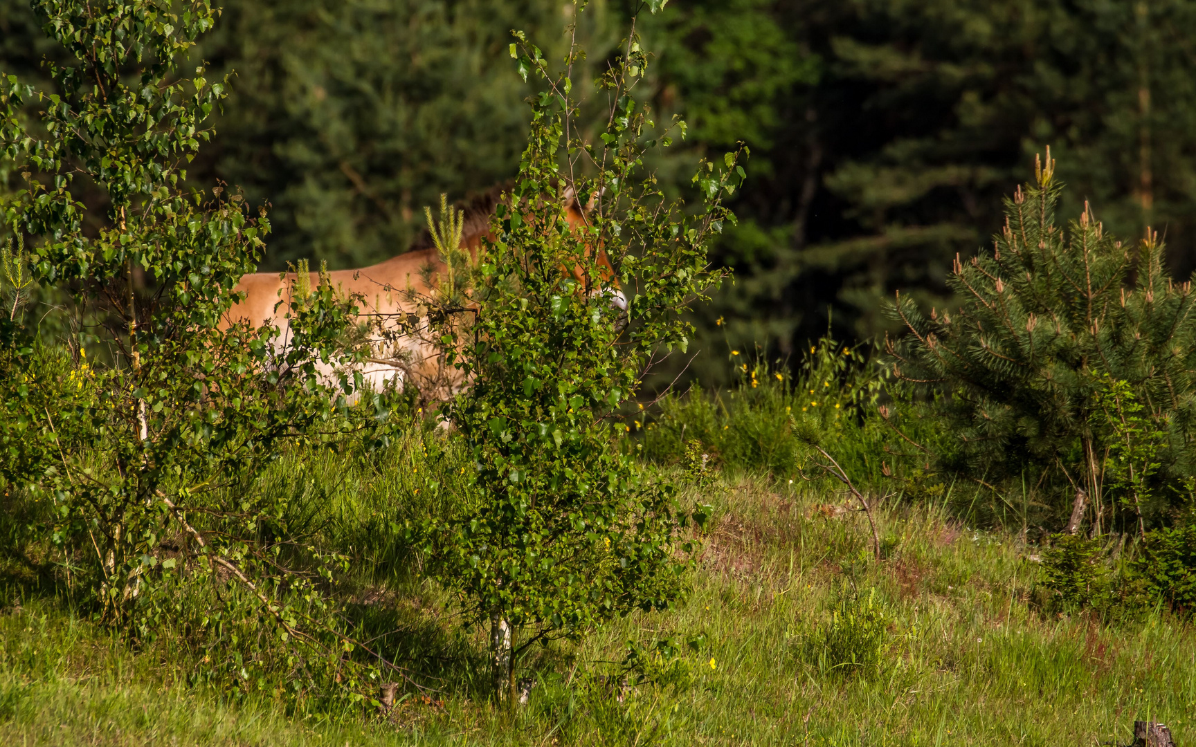 Verstecken gilt nicht! ***Przewalski - Pferde bei Tennenlohe (+Info zum Auswilderungsproject)