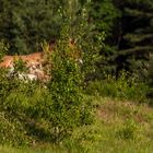 Verstecken gilt nicht! ***Przewalski - Pferde bei Tennenlohe (+Info zum Auswilderungsproject)