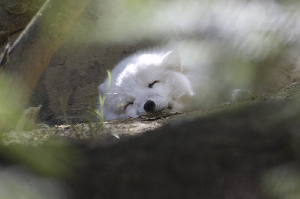 Verstecken macht müde