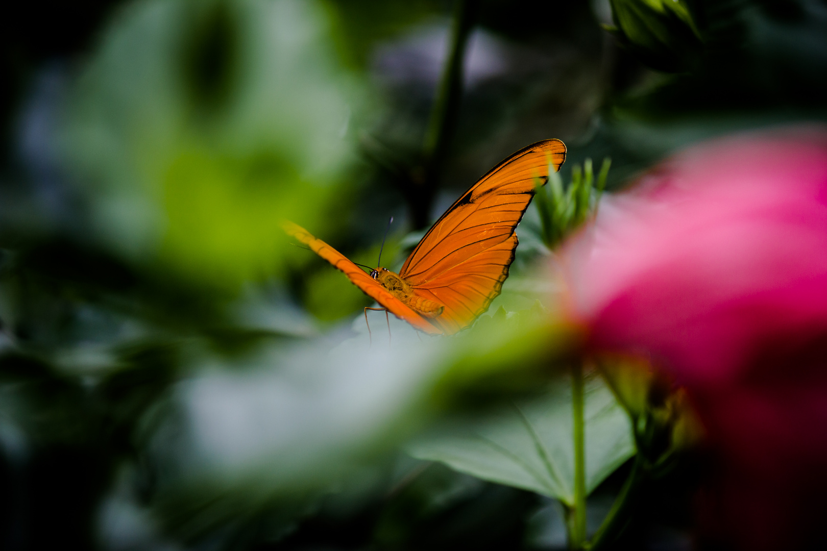 Verstecken mit einem Schmetterling