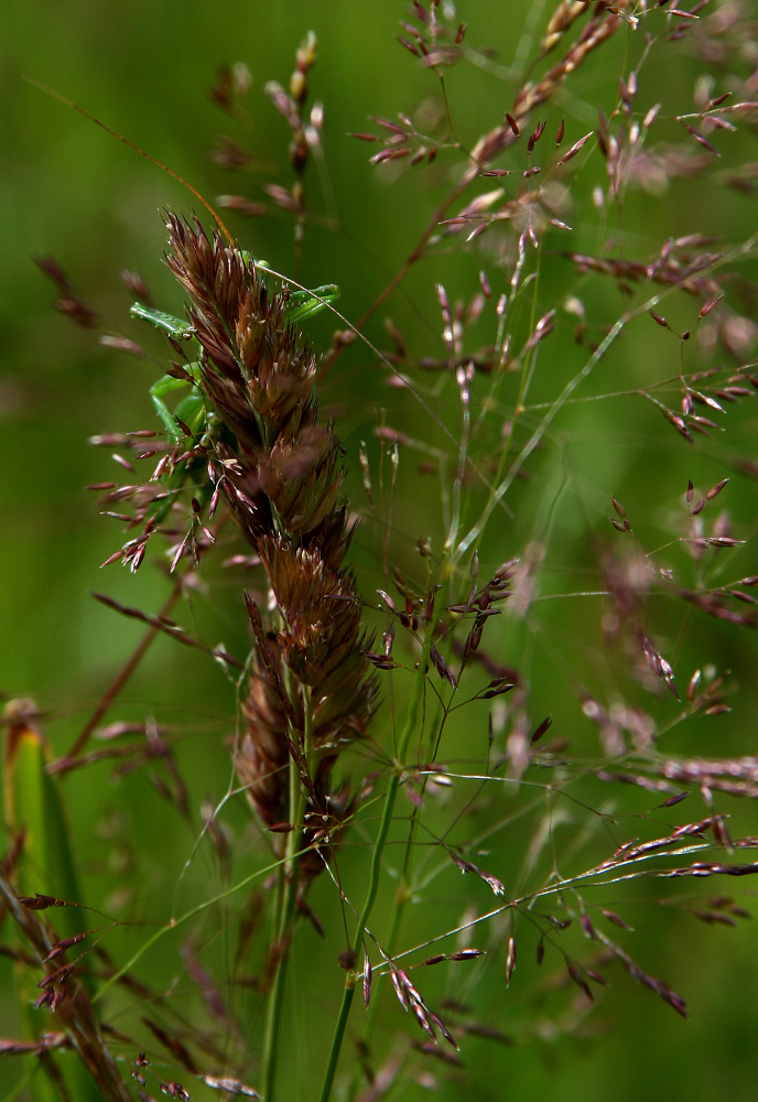 Verstecken spielen