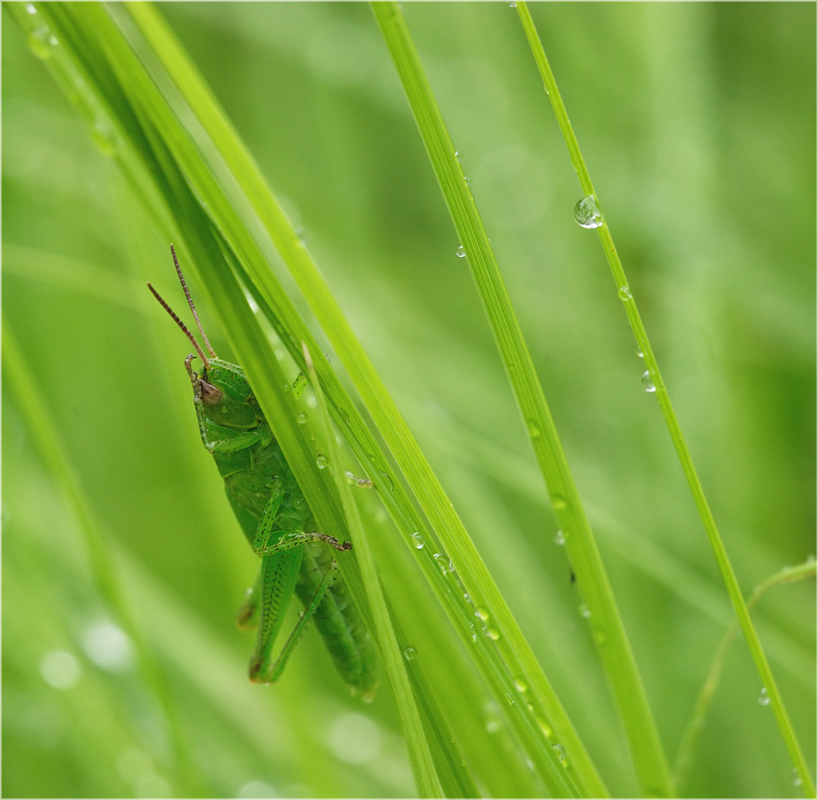 Verstecken spielen