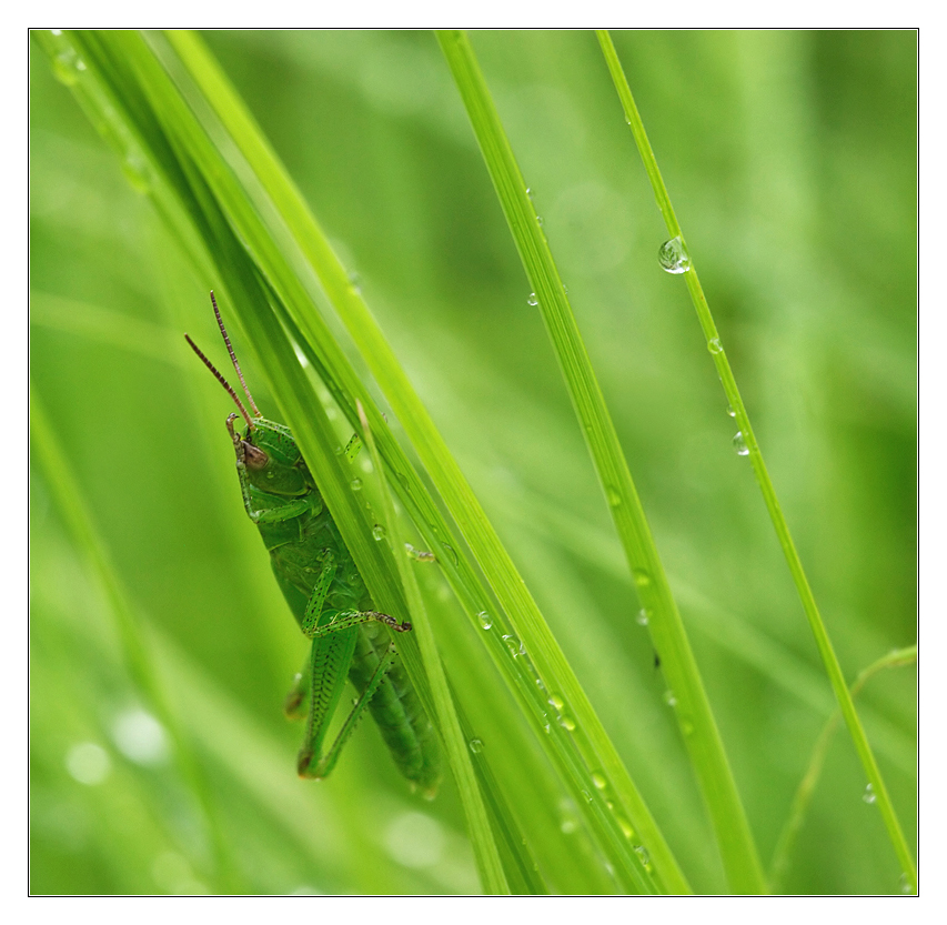 Verstecken spielen