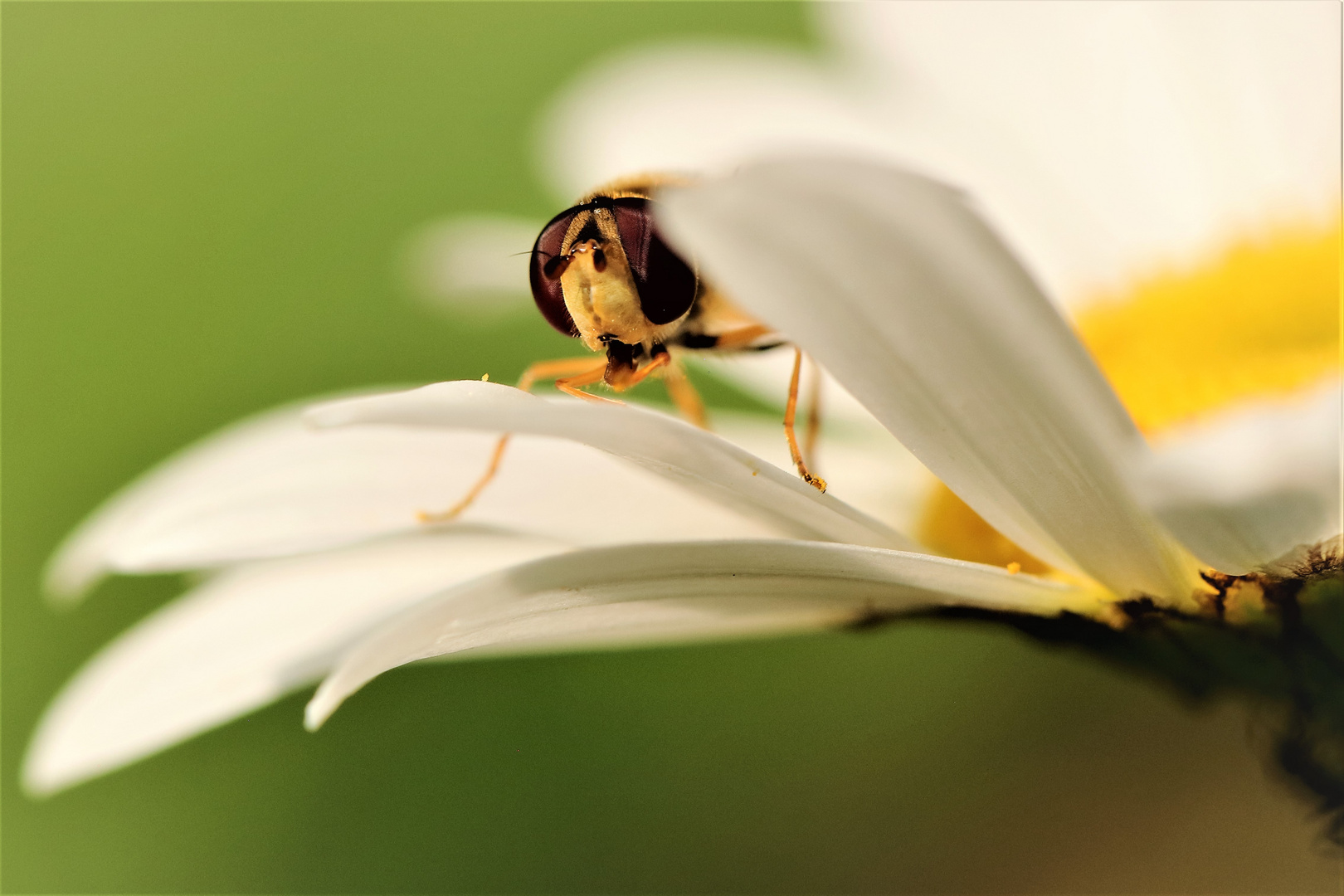 Verstecken spielen Foto & Bild tiere, wildlife, insekten Bilder auf
