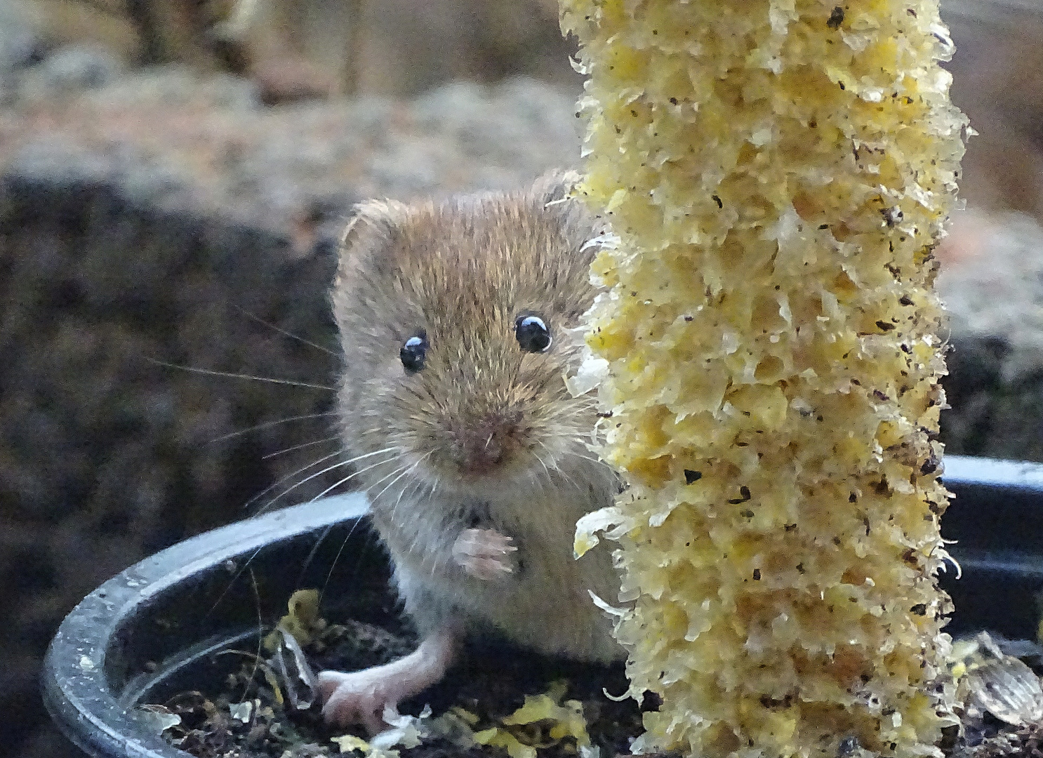 Verstecken spielen ! Foto & Bild fotos, natur, landschaft Bilder auf