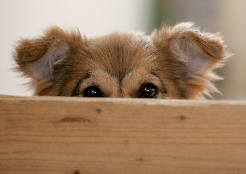 Verstecken spielen Foto & Bild tiere, haustiere, hunde Bilder auf