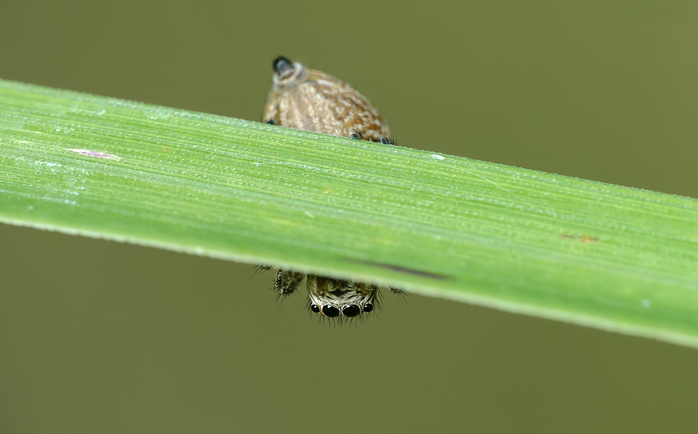 Verstecken spielen