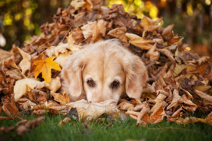 Verstecken spielen