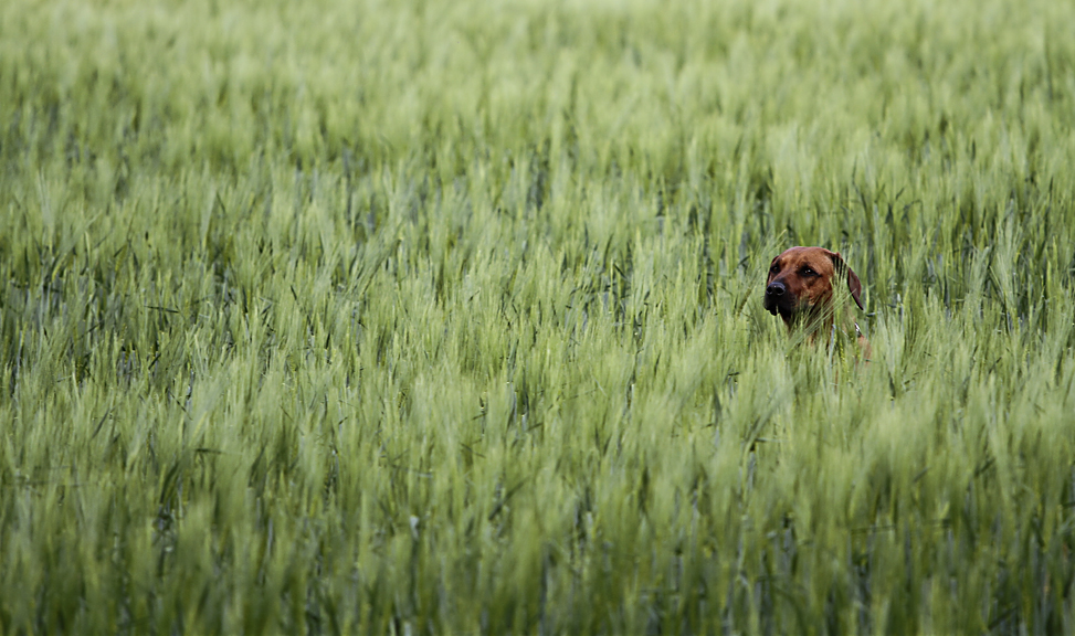 Verstecken spielen im Feld