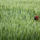 Verstecken spielen im Feld