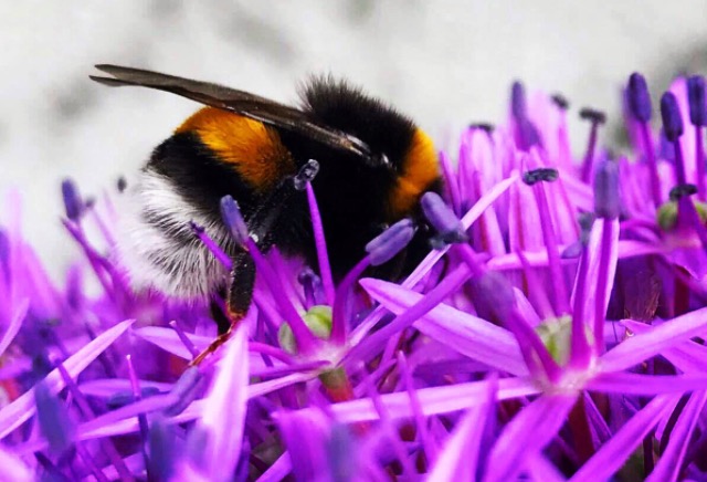 Verstecken spielen in der Allium Globemaster