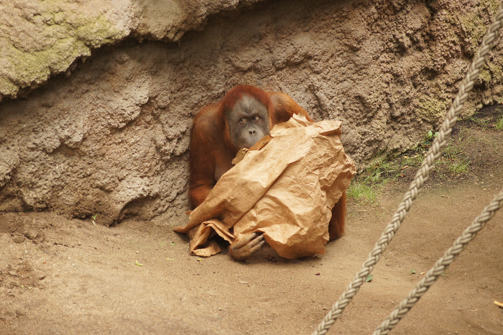 Verstecken spielen mit dem Affen