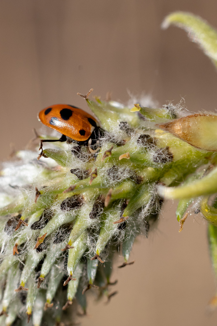 Verstecken spielen mit einem Marienkäfer