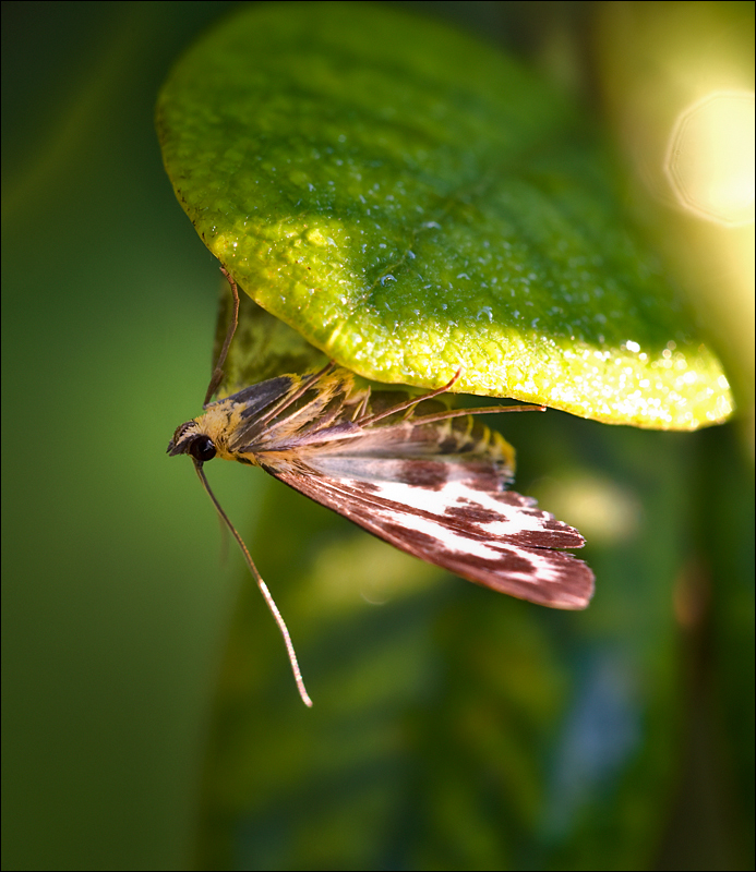 Verstecken vor der prallen Sonne.